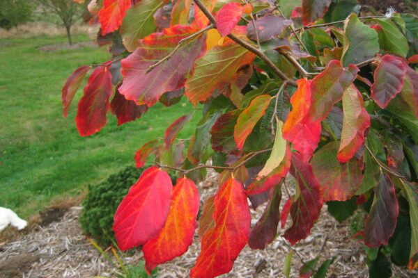 Vanessa Persian Ironwood